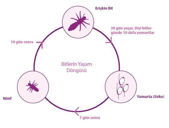 louselifecycle